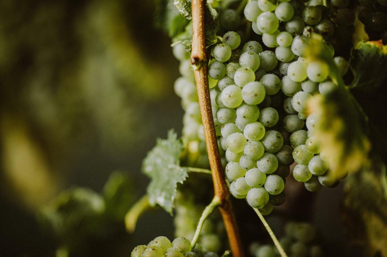 Kmetija Tomazic Vinska Klet - Winery Apartman Vipava Kültér fotó